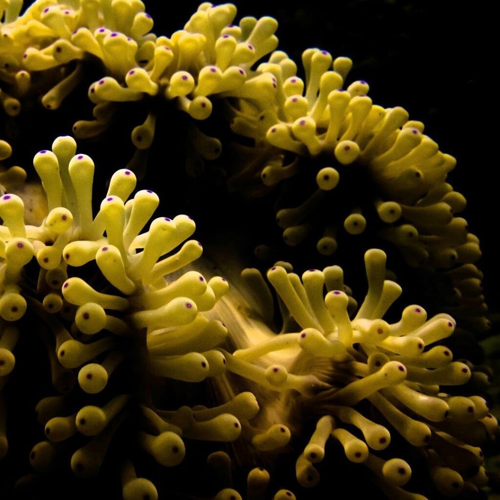 Underwater Scuba Diving Photography Anemone Anemones Mauritius