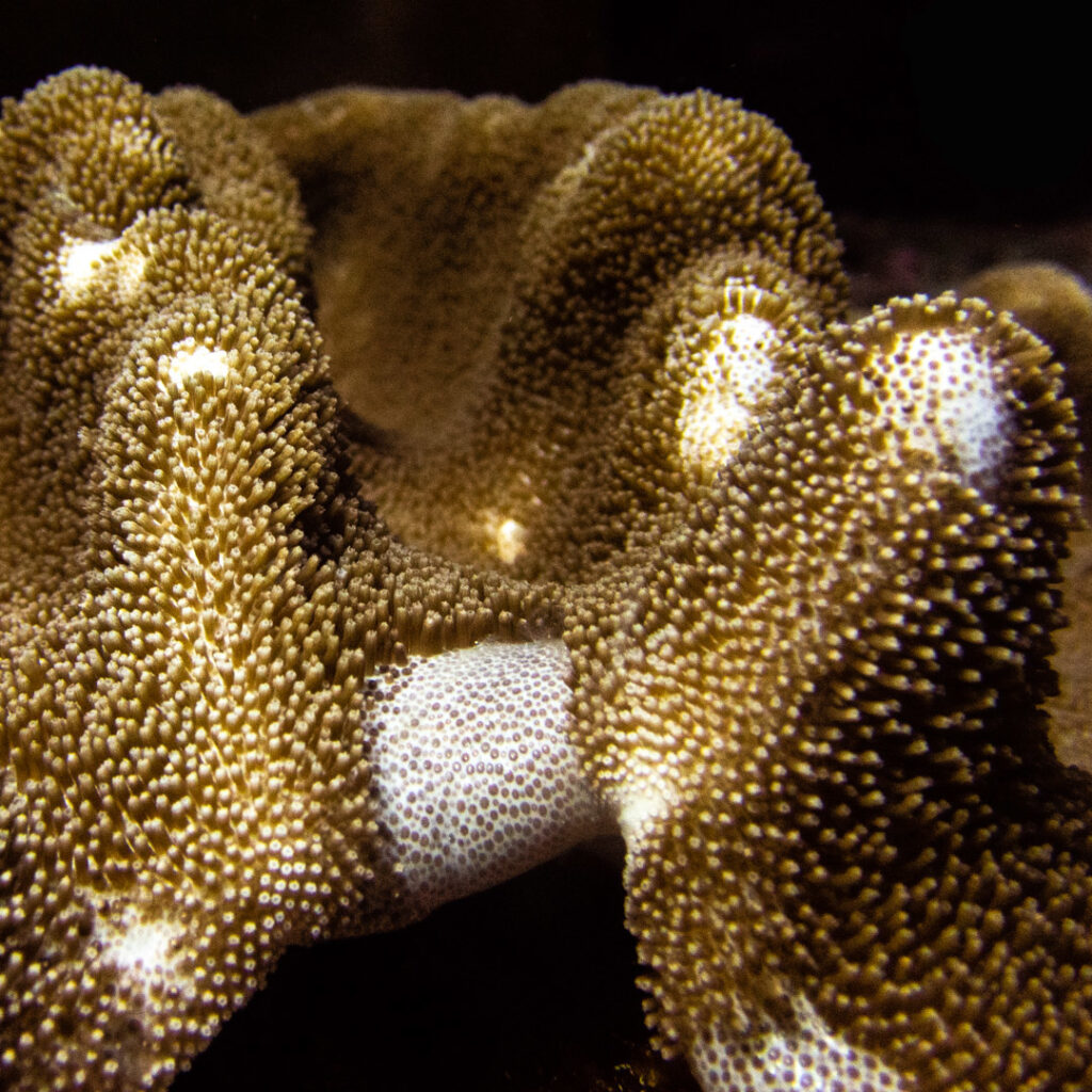 Underwater Scuba Diving Photography Anemone Anemones Mauritius