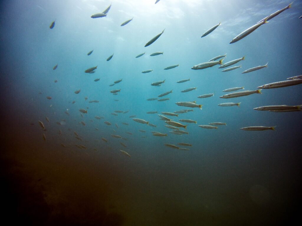 Underwater Scuba Diving Photography Barracuda Mauritius