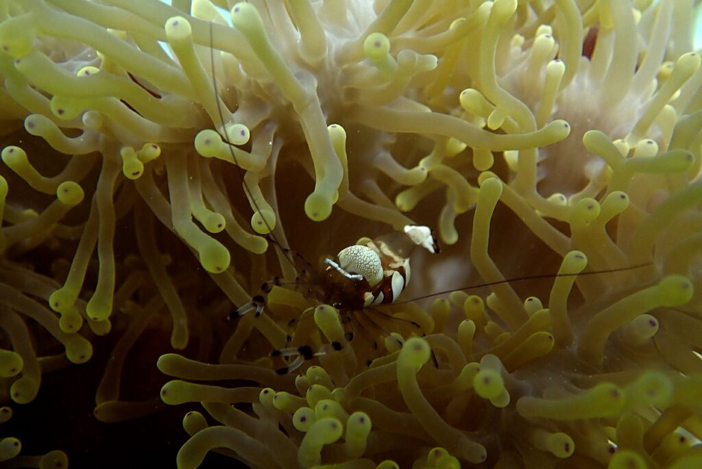 Underwater Scuba Diving Photography Anemone Shrimp Mauritius