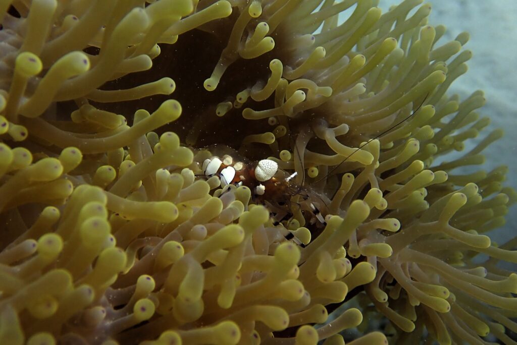 Underwater Scuba Diving Photography Anemone Shrimp Mauritius