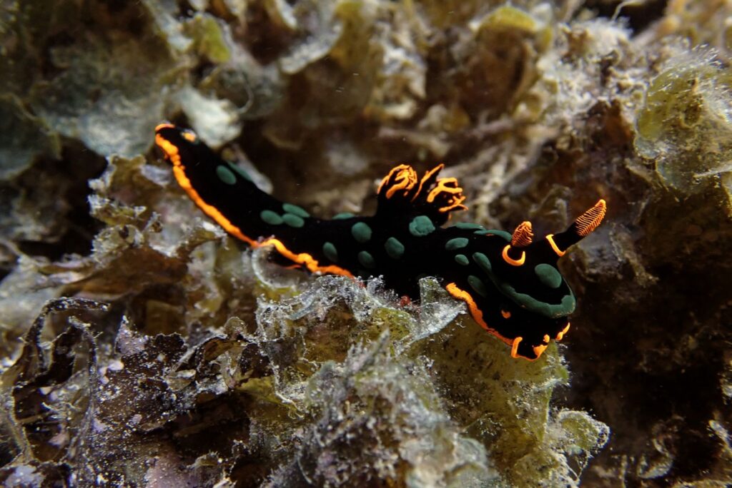 Underwater Photography Nudibranch Mauritius