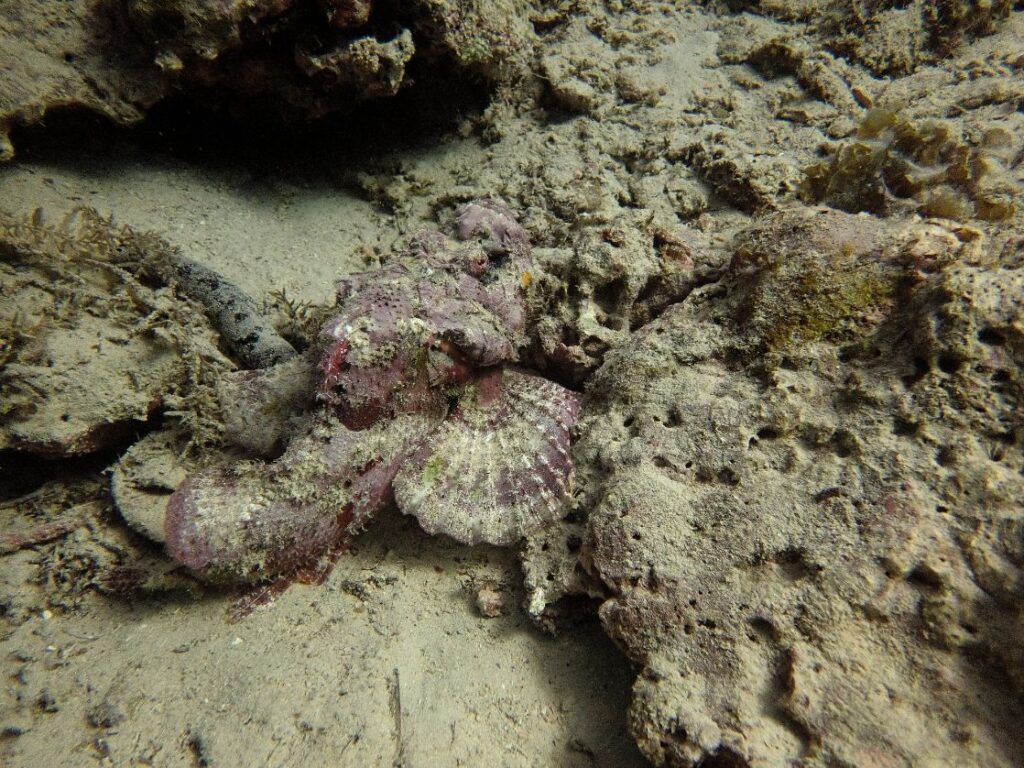 Underwater Scuba Diving Photography Scorpionfish Mauritius