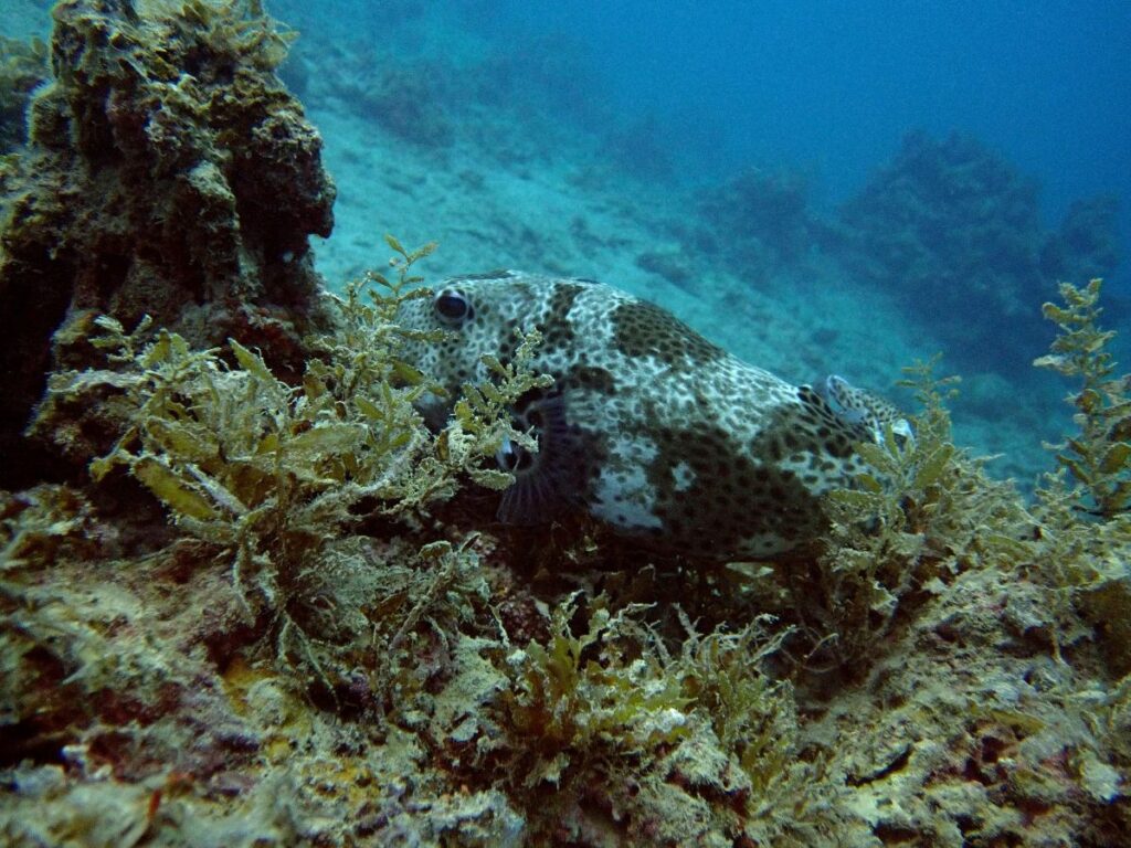 Underwater Scuba Diving Photography Diodon Mauritius