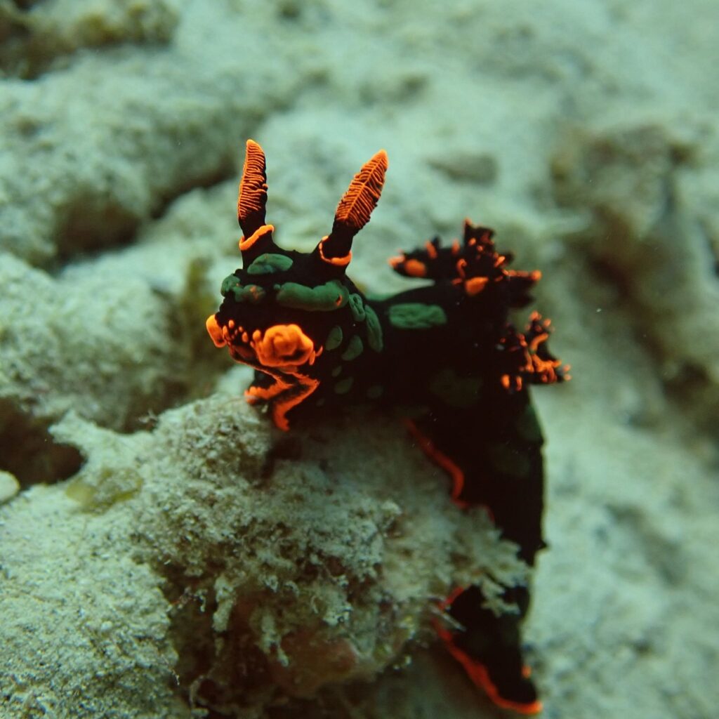 Underwater Photography Nudibranch Mauritius