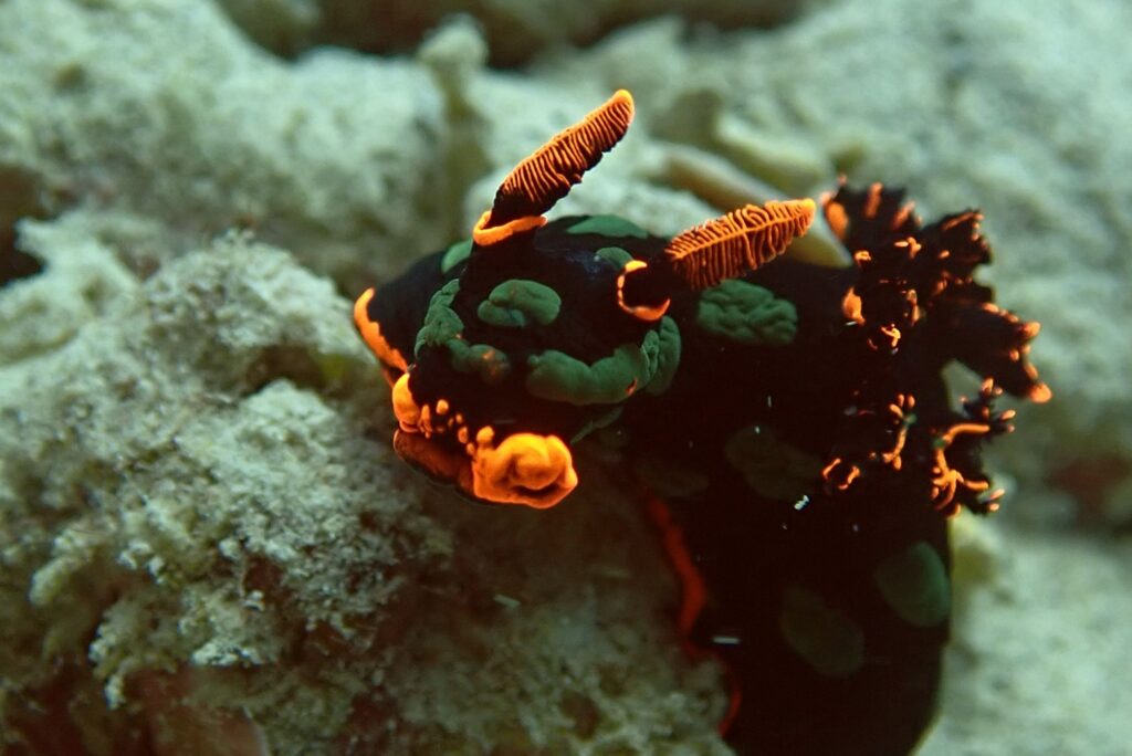 Underwater Photography Nudibranch Mauritius