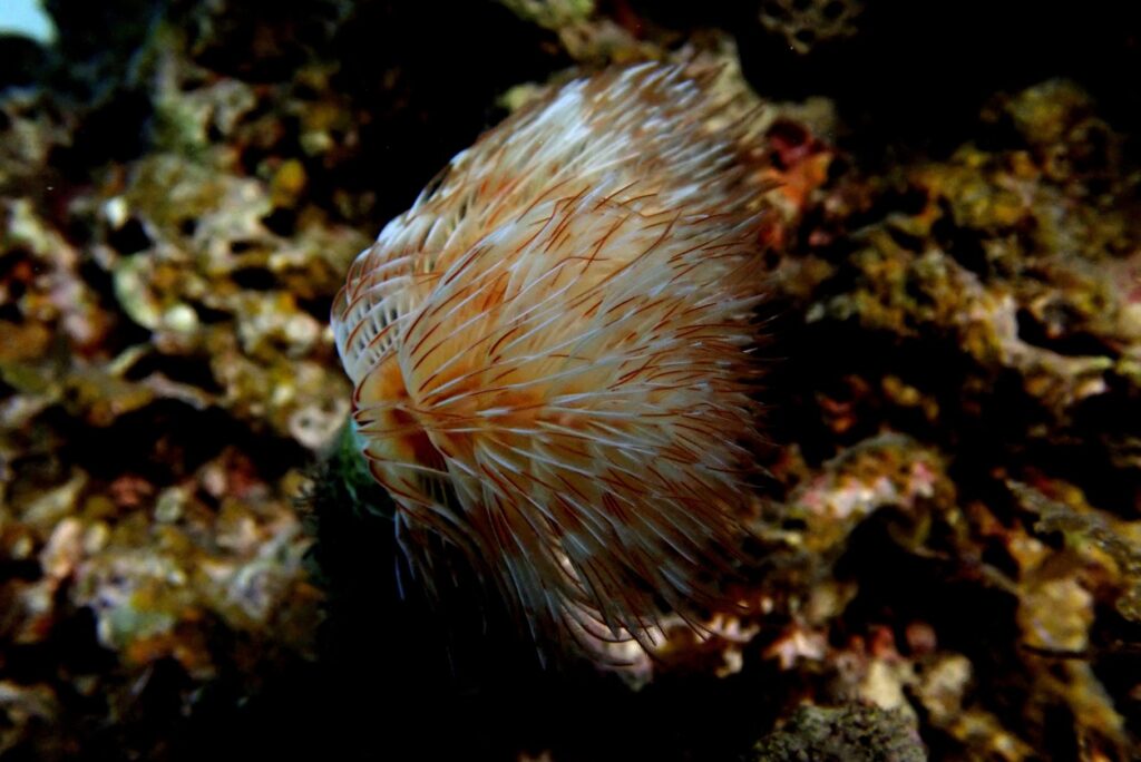 Underwater Scuba Diving Photography Ceriantus Worm Mauritius