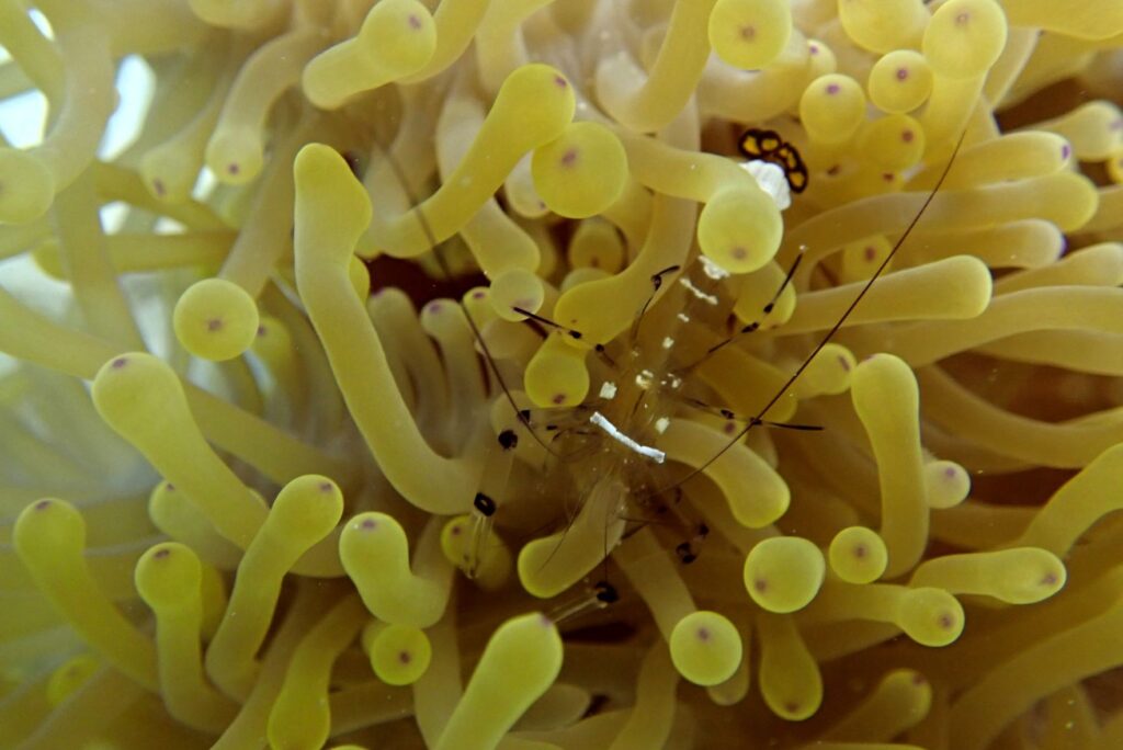 Underwater Scuba Diving Photography Anemone Shrimp Mauritius