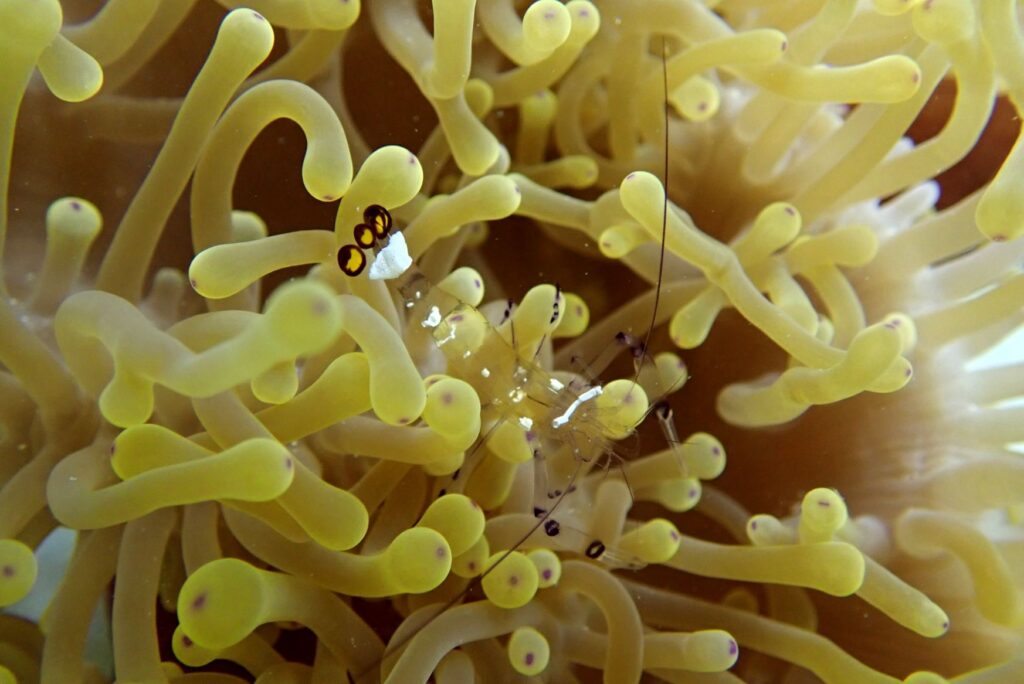 Underwater Scuba Diving Photography Anemone Shrimp Mauritius