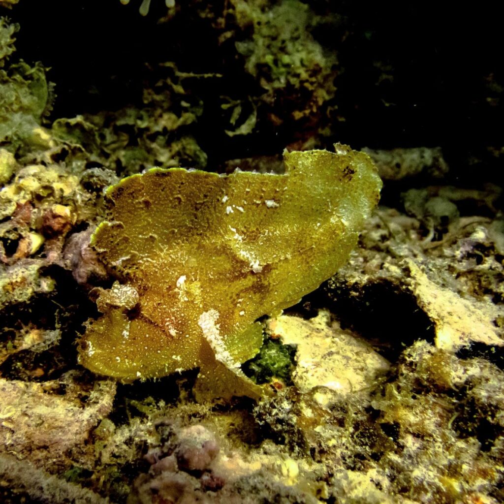 Underwater Photography Leaf Fish Mauritius