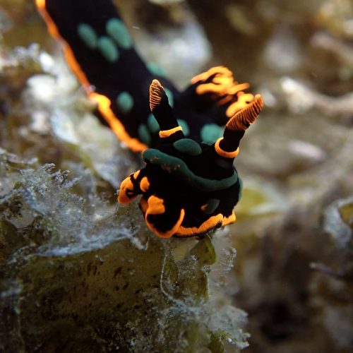 Underwater Photography Nudibranch Mauritius